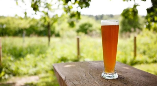 Зачем оставлять банку с пивом на садовом участке