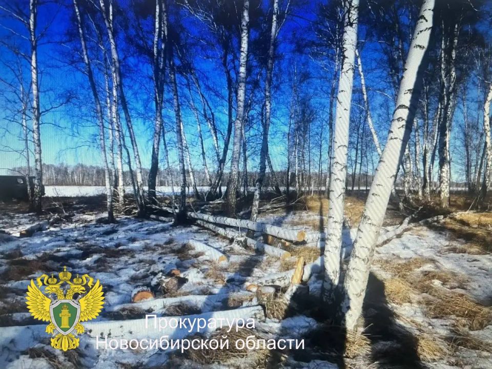 В Новосибирской области перед судом предстанет местный житель за незаконную рубку деревьев