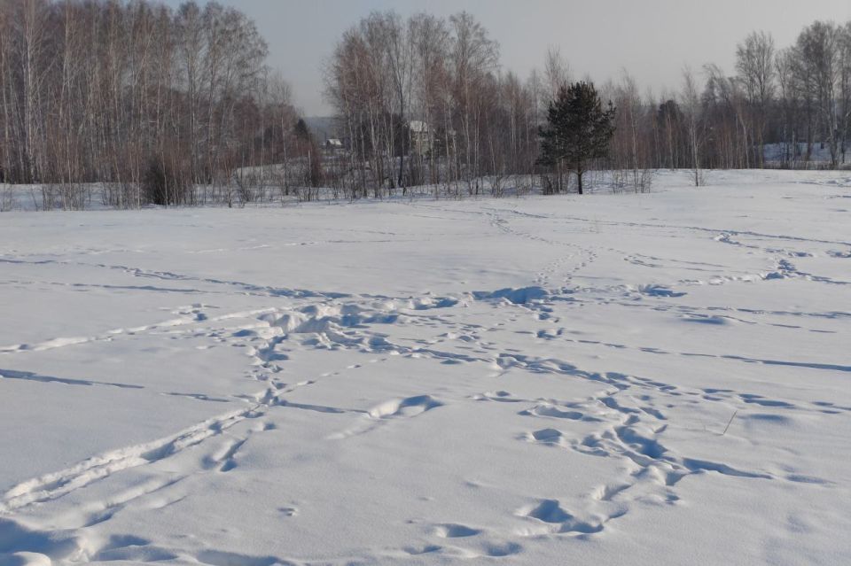 ������������� ��������� ����������� �����