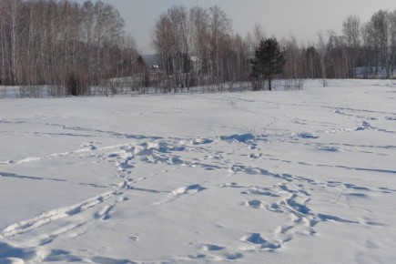 ������������� ��������� ����������� �����