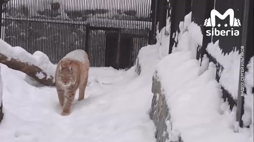 Рыси в Новосибирском зоопарке умиляют посетителей своей зажировочкой