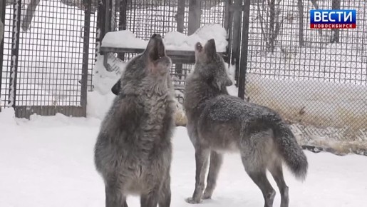 ������� ���. �� ����� ��������� ��������� ����� � ������������� �������� �������� ��������� ���: ������� ������ �������� �� �������, � ����� ����� ����� ������ � ������ � ��������