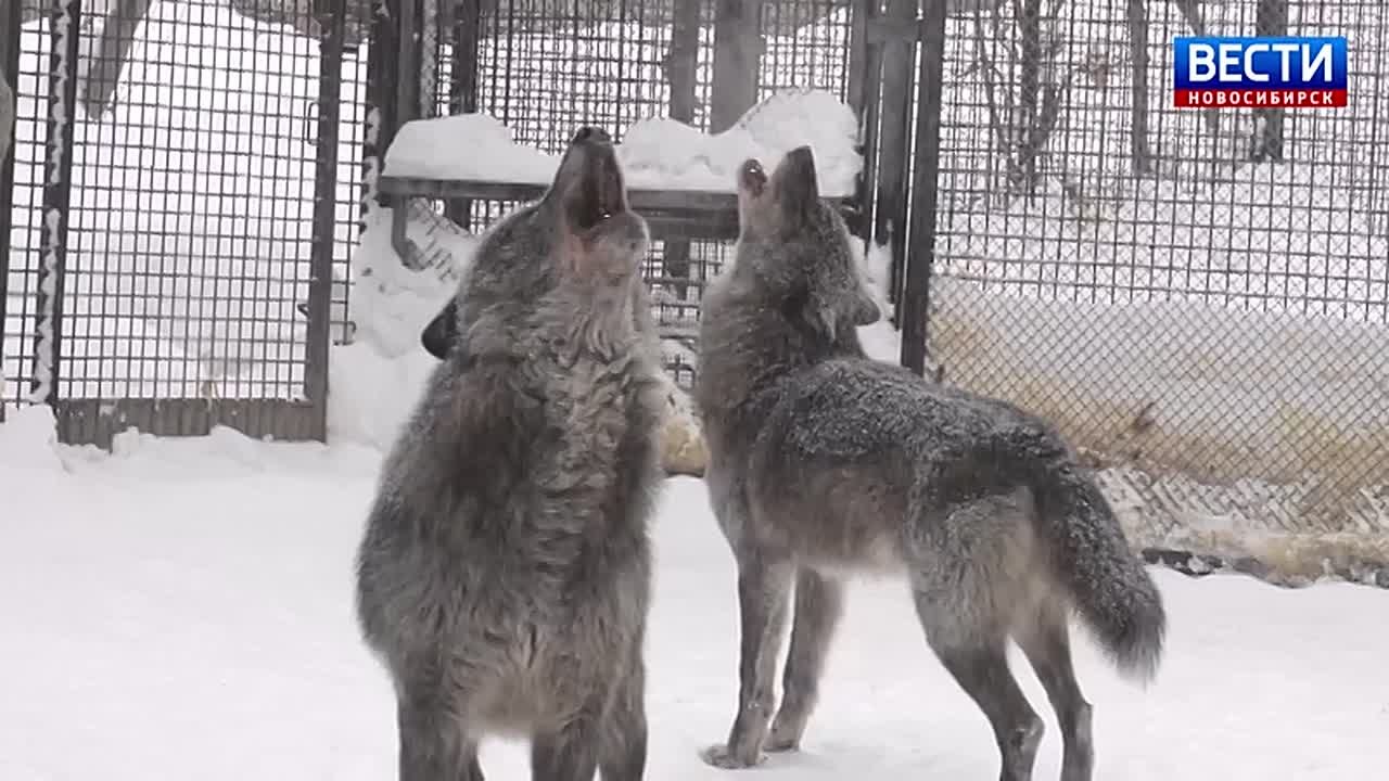 Хоровой вой. Во время снегопада канадские волки в новосибирском зоопарке устроили настоящее шоу: сначала весело носились по вольеру, а потом вдруг хором завыли — громко и протяжно
