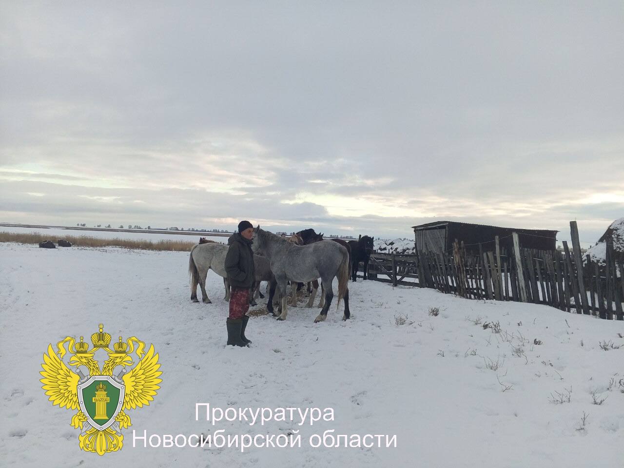 1234567 «Выйду ночью в поле с конем...»: в Новосибирской области прокуратура направила в суд уголовное дело в отношении двух конокрадов 1234567 «Выйду ночью в поле с конем...»: в Новосибирской области прокуратура направила в суд уголовное дело в отношении двух конокрадов