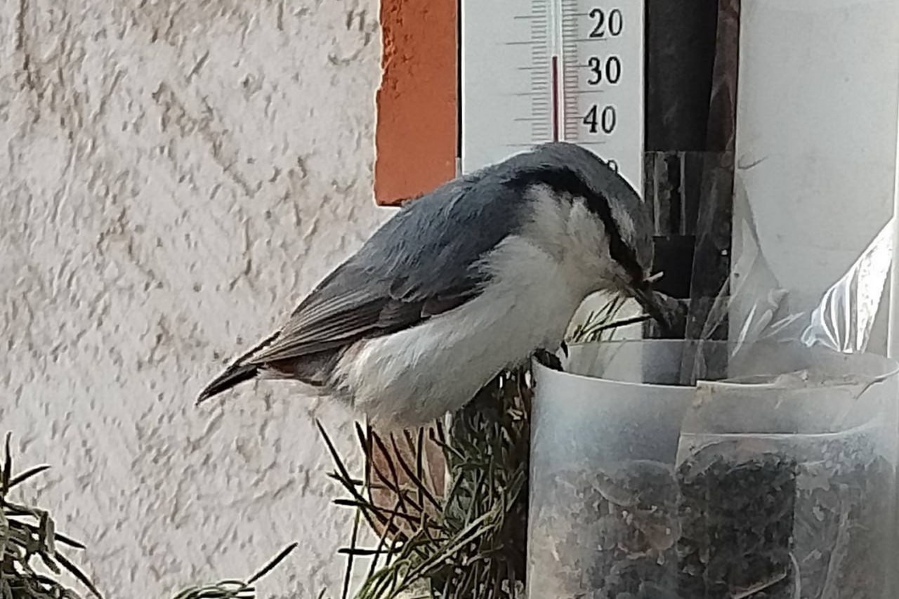 Задиристых дубоносов и смелых овсянок в кормушке фотографирует сибирячка Задиристых дубоносов и смелых овсянок в кормушке фотографирует сибирячка