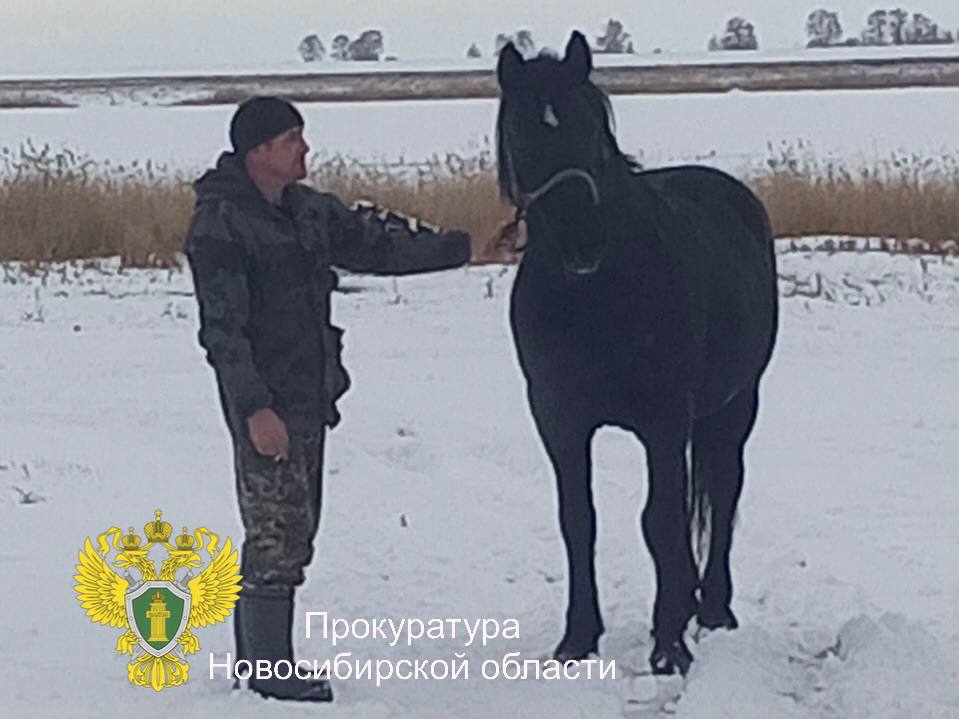 1234567 «Выйду ночью в поле с конем...»: в Новосибирской области прокуратура направила в суд уголовное дело в отношении двух конокрадов