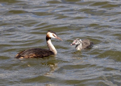 Как родители чомги заботятся о своих птенцах на городском пруду