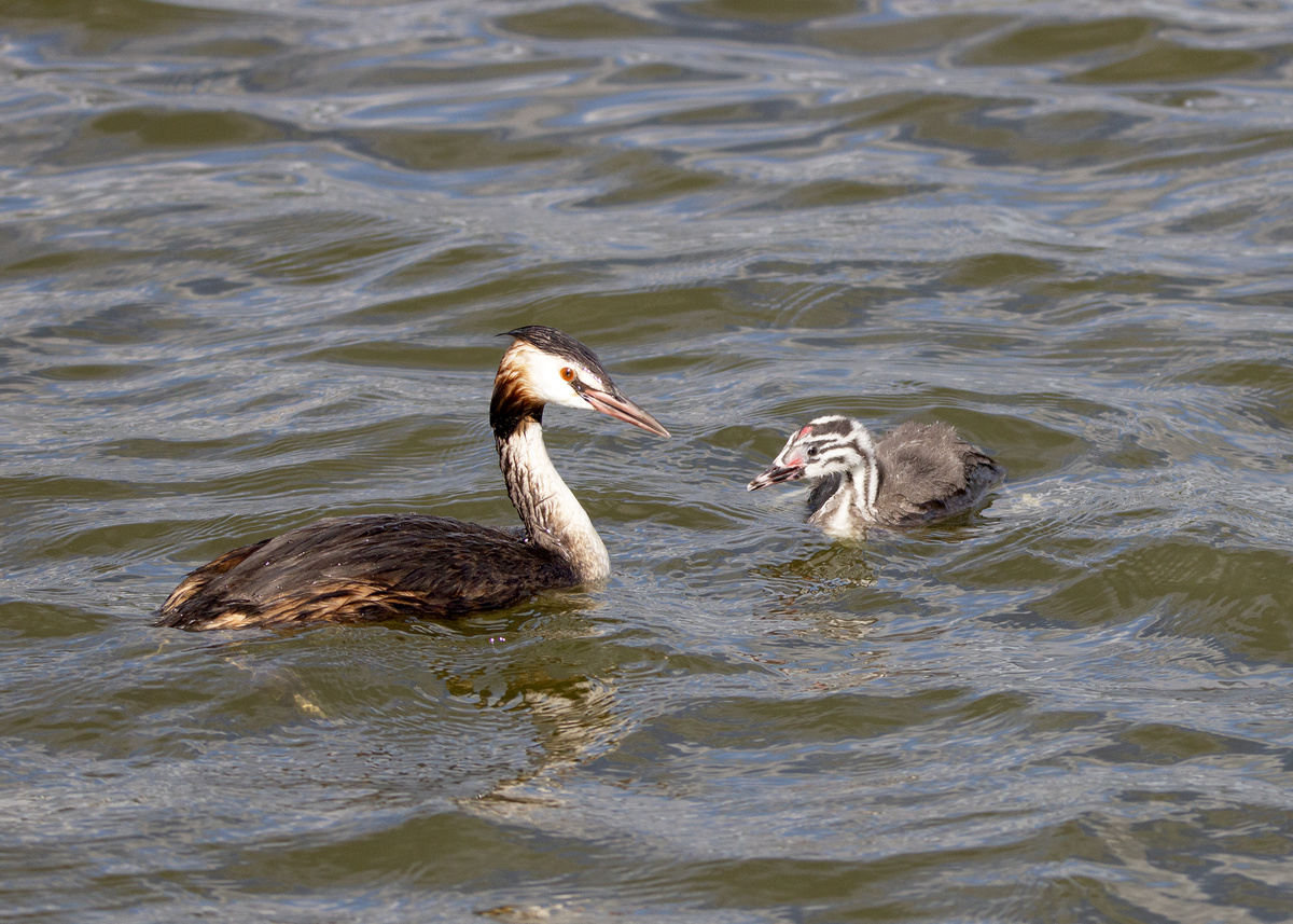 Как родители чомги заботятся о своих птенцах на городском пруду
