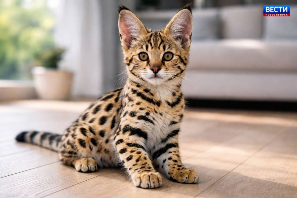 Почти дикие хищники. В Новосибирске продают котят породы саванна
