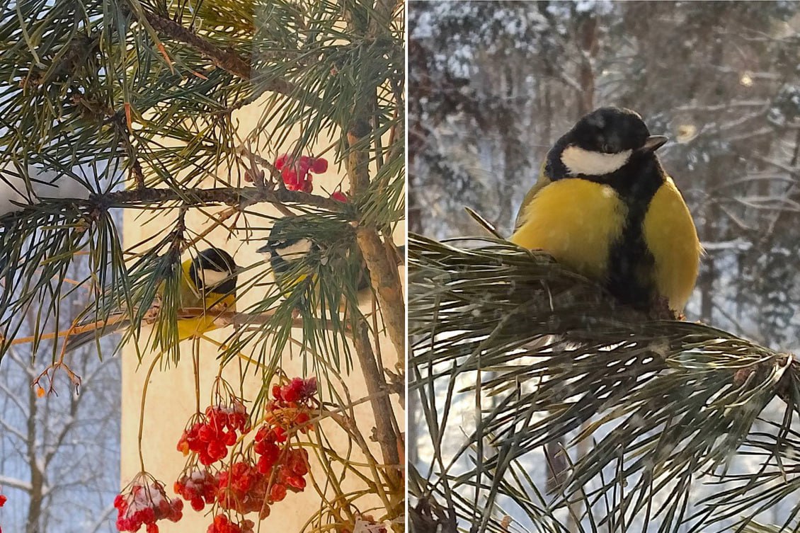 Задиристых дубоносов и смелых овсянок в кормушке фотографирует сибирячка Задиристых дубоносов и смелых овсянок в кормушке фотографирует сибирячка