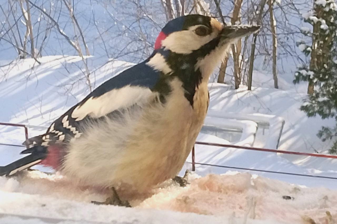 Задиристых дубоносов и смелых овсянок в кормушке фотографирует сибирячка