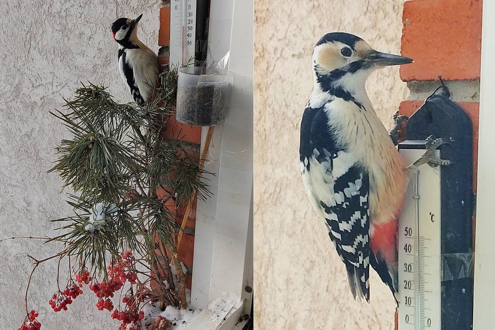 Задиристых дубоносов и смелых овсянок в кормушке фотографирует сибирячка Задиристых дубоносов и смелых овсянок в кормушке фотографирует сибирячка