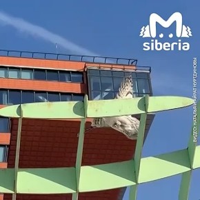 Учимся позировать на фото вместе с совой, которая прилетела в новосибирский Академгородок