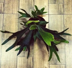 ������������ ��� ������������: ��� ��������� �� ����������� ������������