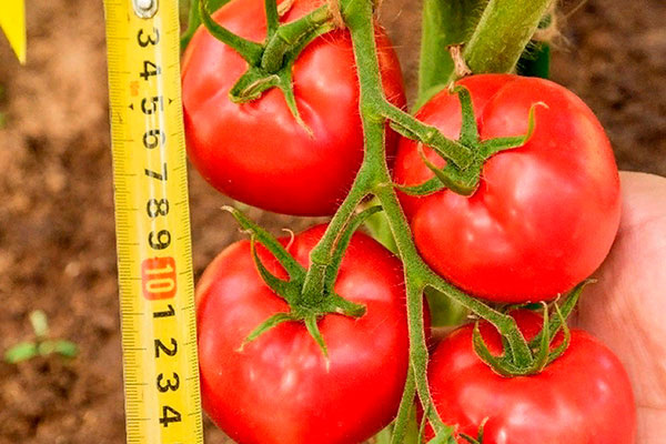 Почему томаты сорт Герцогиня вкуса становятся любимчиками дачников