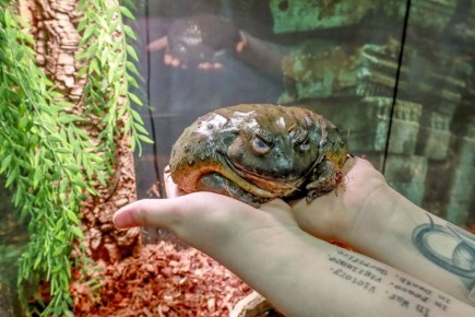 �������� � ������� ������� � ��������-�������� �������� � �����������