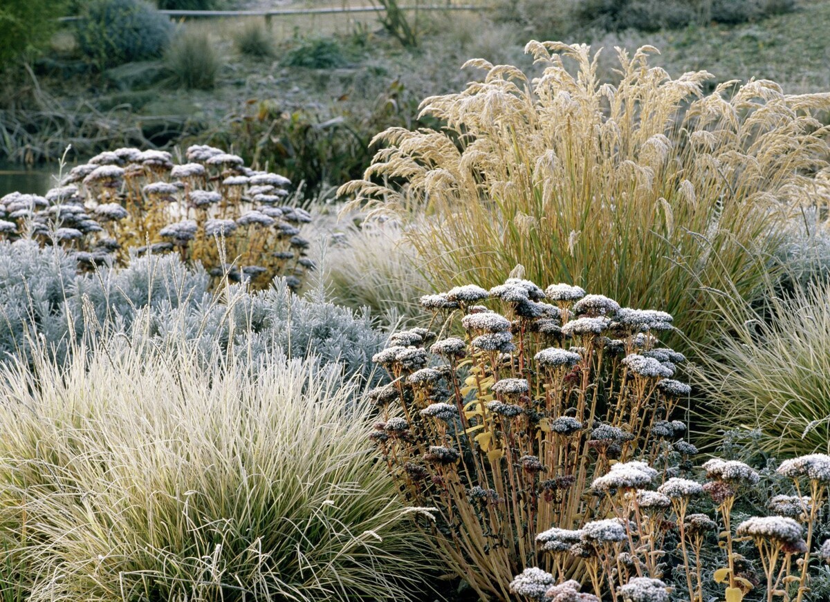 Как правильно обрезать многолетники перед зимой: основные рекомендации