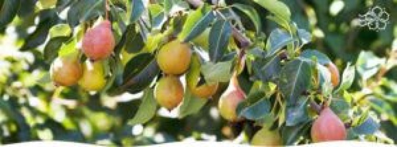 Как выбрать и ухаживать за саженцами груши: секреты весенней посадки