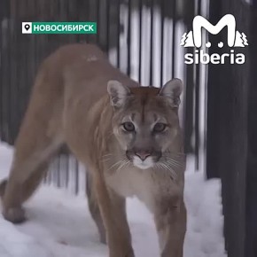 Красавице Эри из Новосибирского зоопарка исполнилось три года! Намуркиваем поздравления в комментариях (сначала можно чуть-чуть полюбоваться)