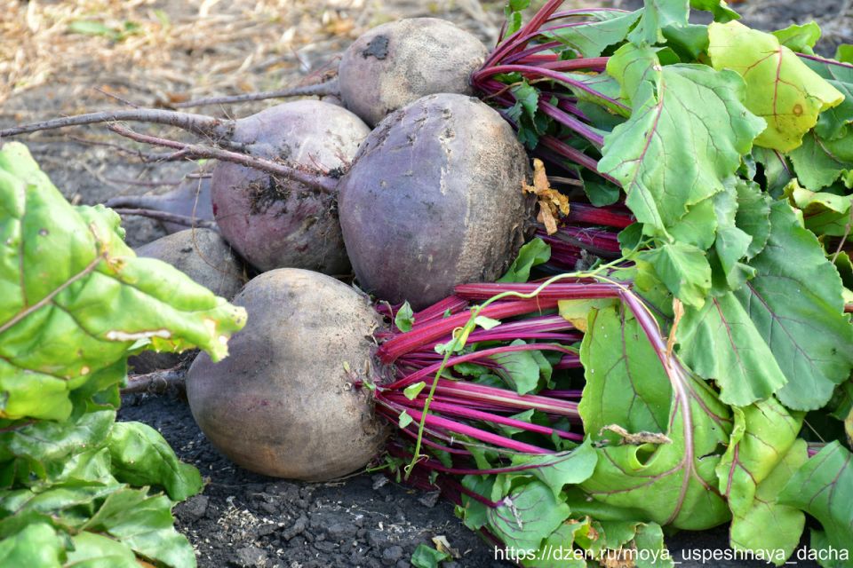 Тайны нового сорта свеклы: почему 'Шоколадница' завоевала популярность