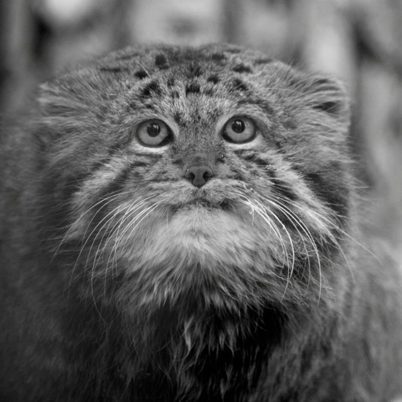 ��� ��������� ������ ����������� � ��������� ������ � ������������� �������� ��. ���� � �������� � 12 ����