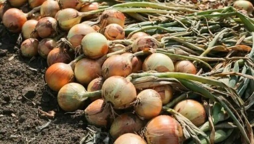 Как правильно подкармливать лук: 3 основных ошибки и их решения