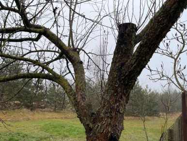 Новое открытие: гусеница, угрожающая яблоням, наконец идентифицирована