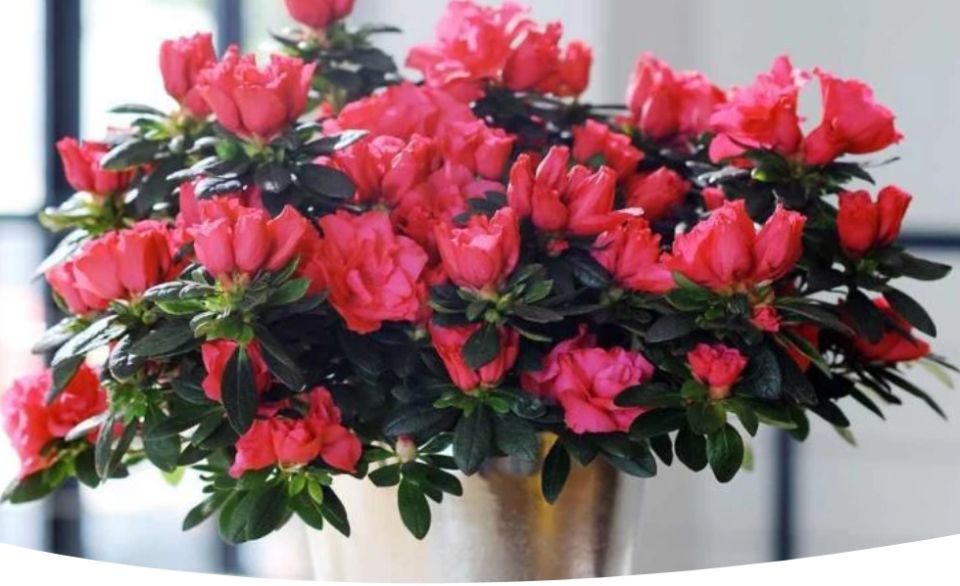 Тайны успешного цветения азалий: как создать идеальные условия