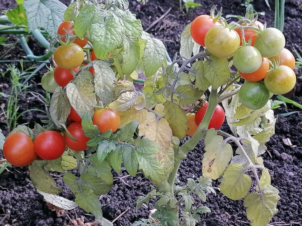 Томаты на подоконнике: удивительный мир мини-сортов