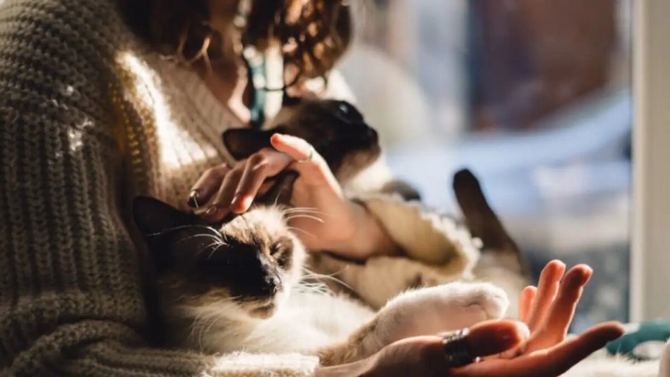 Зоозащитные меры: правительство России одобрило законопроект о конфискации животных у жестоких владельцев