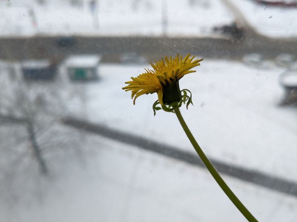 Садовые приключения: от одуванчиков до новых горизонтов