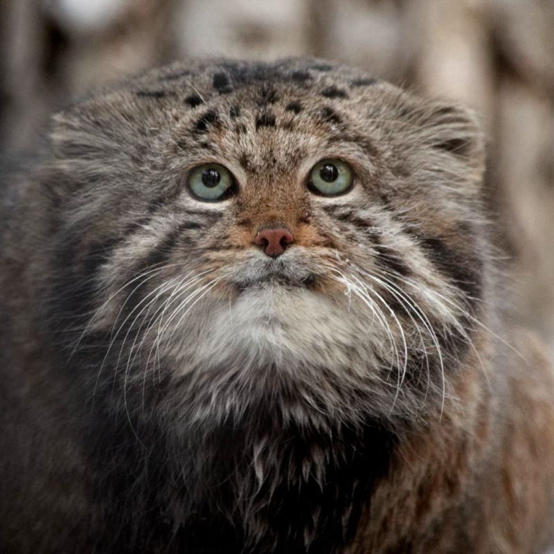 Двух манулов-старичков не стало в Новосибирском зоопарке