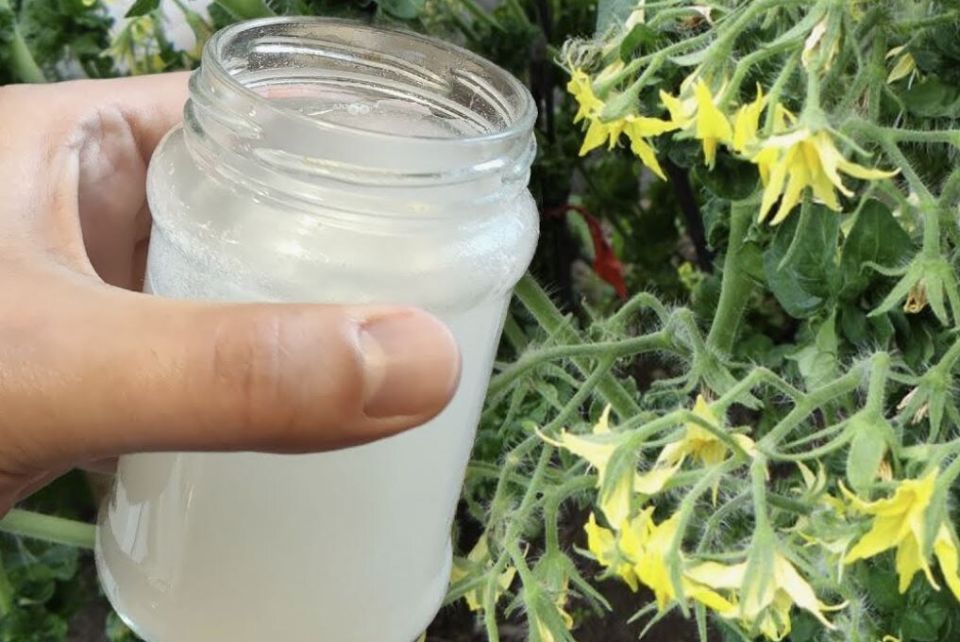 Томатный рай: секреты ухода в июне для щедрого урожая