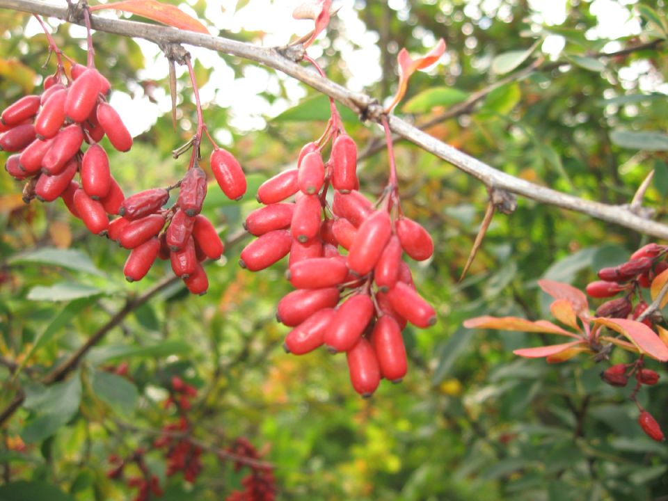 Барбарис: Живое Искусство Природы