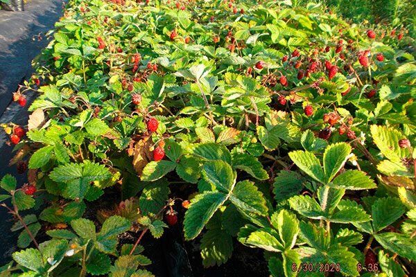 ������� ��������: ���, ��� ����� ����� � ������ ������