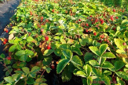 ������� ��������: ���, ��� ����� ����� � ������ ������