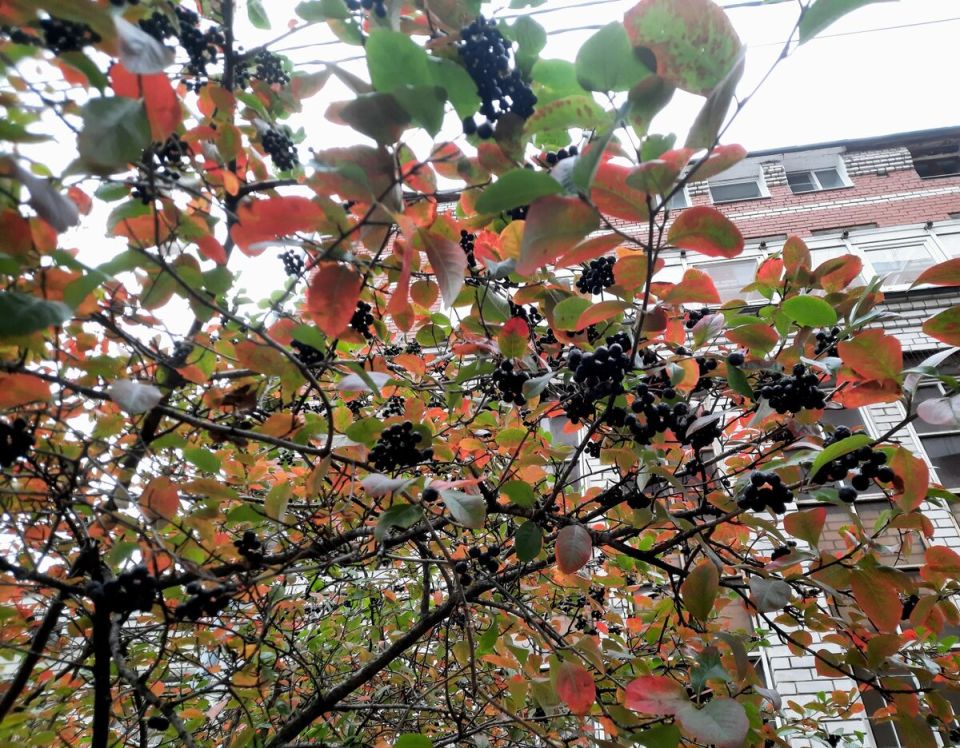 ��������� ������������ ������: ������� ��������� ���������