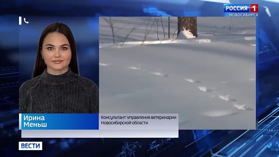 Вспышки бешенства. Количество очагов смертельно опасного бешенства возросло в Новосибирской области