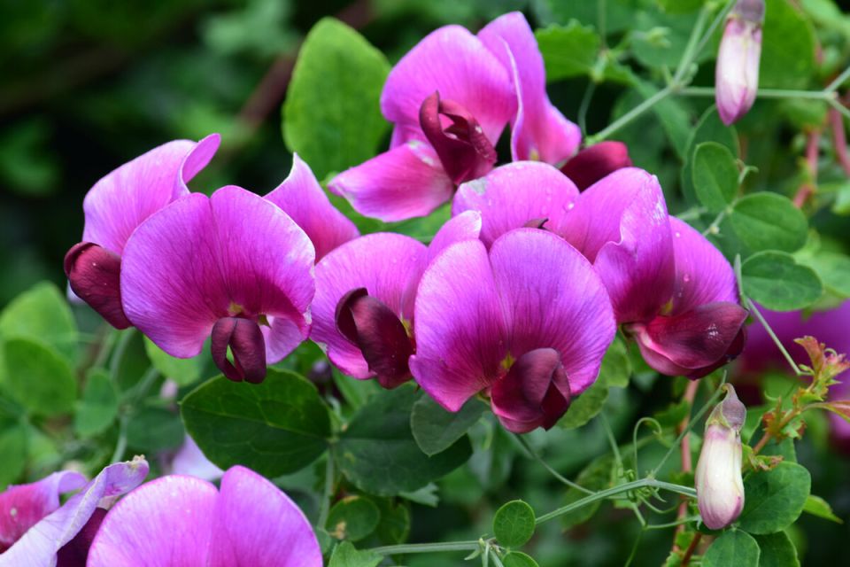 Душистый горошек: секреты любимого цветка английских садоводов