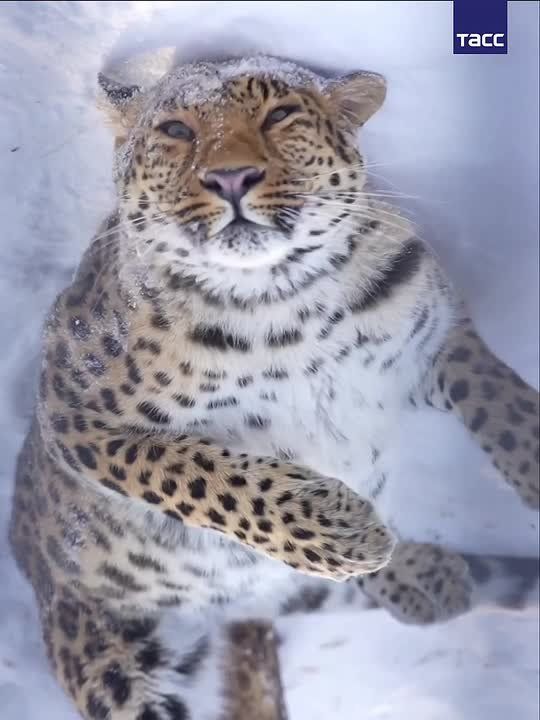 Снежная прогулка леопарда Налы в Новосибирском зоопарке им. Шило