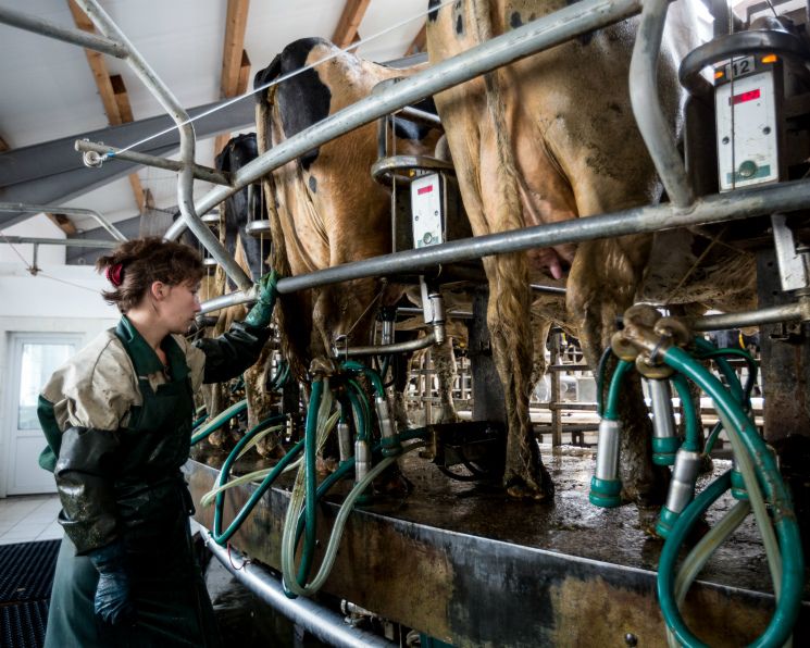 Рекордное финансирование: как Россельхозбанк дал мощный стимул молочной отрасли