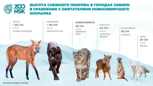 Сугробы высотой со снежного барса выросли этой зимой в Новосибирске