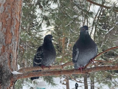 ������ ���������� ����. ������� � ������������ ��������, ��� �����