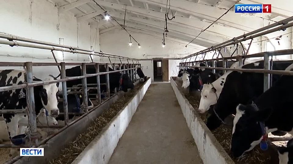 Биополимер для животных. Новосибирский биотехнолог Виктория Бец создаёт пробиотик для животных на основе модифицированного хитозана — вещества, получаемого из панцирей и чешуи ракообразных