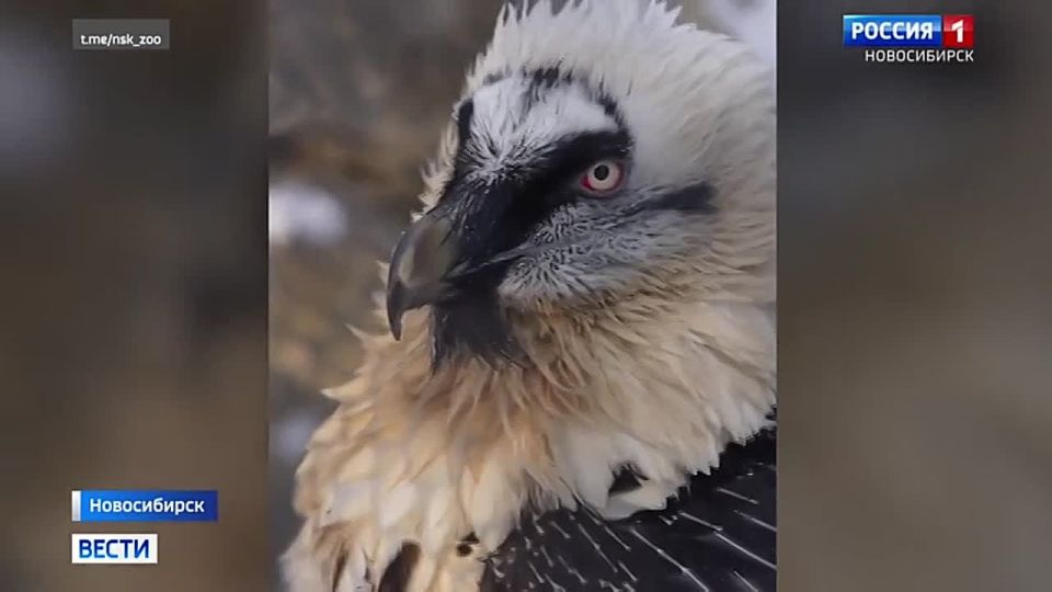 Соблюдайте тишину. В новосибирском зоопарке у хищных птиц начался сезон размножения — он длится от двух до пяти месяцев и приходится на зиму и весну