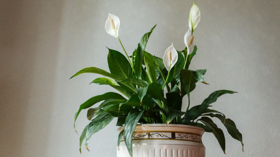 ������� ����� ������� � ���������: �������� ���� �� ������ �������� �������