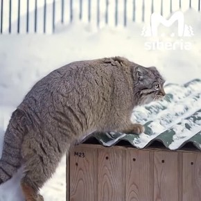 ����������� �� ������ � �������� ������������ � ����������� �� ������� �� �������������� ��������