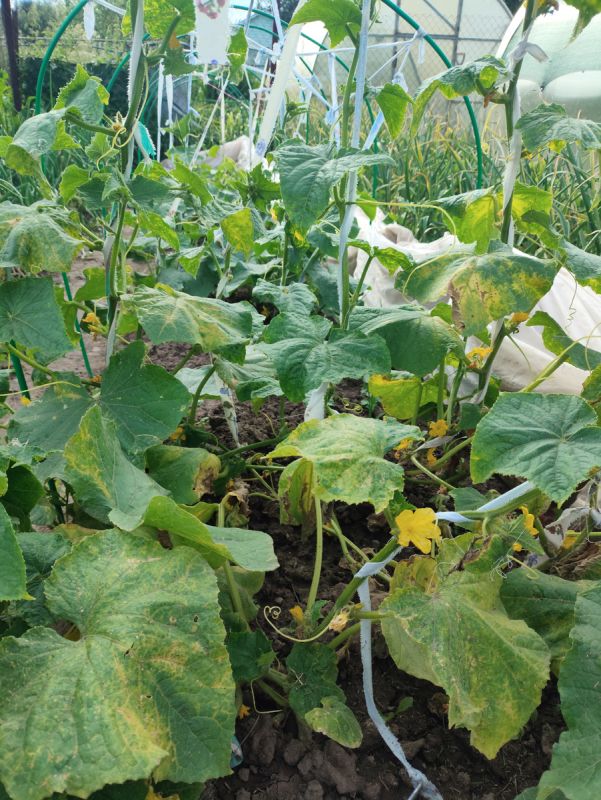 ������������ ������� ��������� ������ ������� �� �������