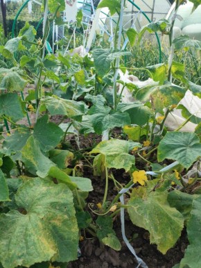 ������������ ������� ��������� ������ ������� �� �������