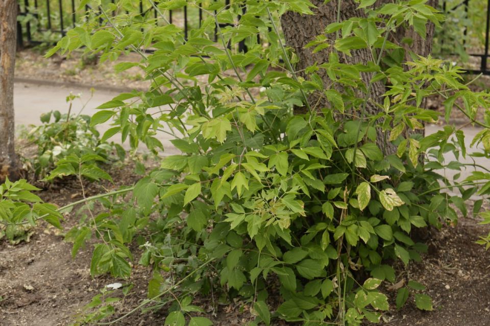 ������������ ������ ���������� ������������ ���